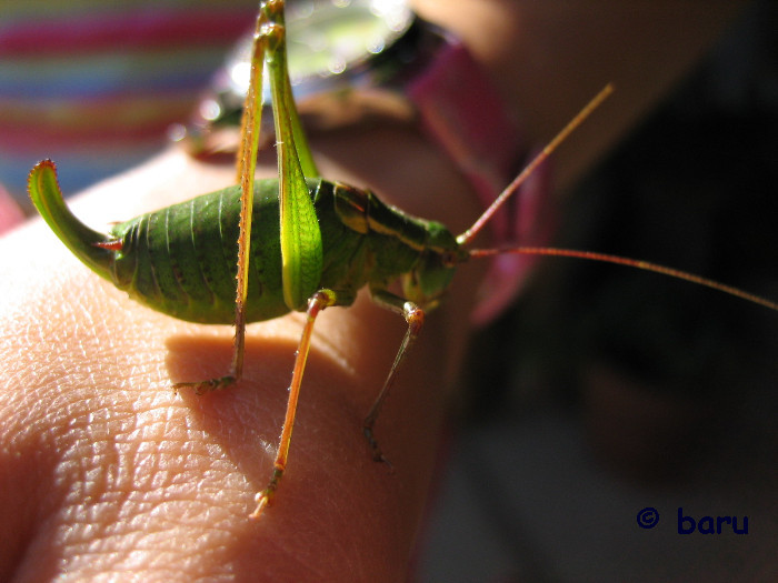 seltsamer Besuch