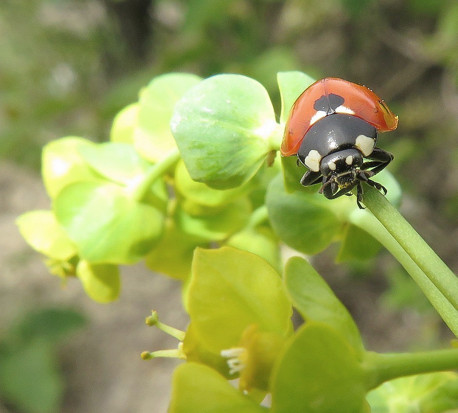 Siebenpunkt - Marienkäfer Coccinella septempunctata