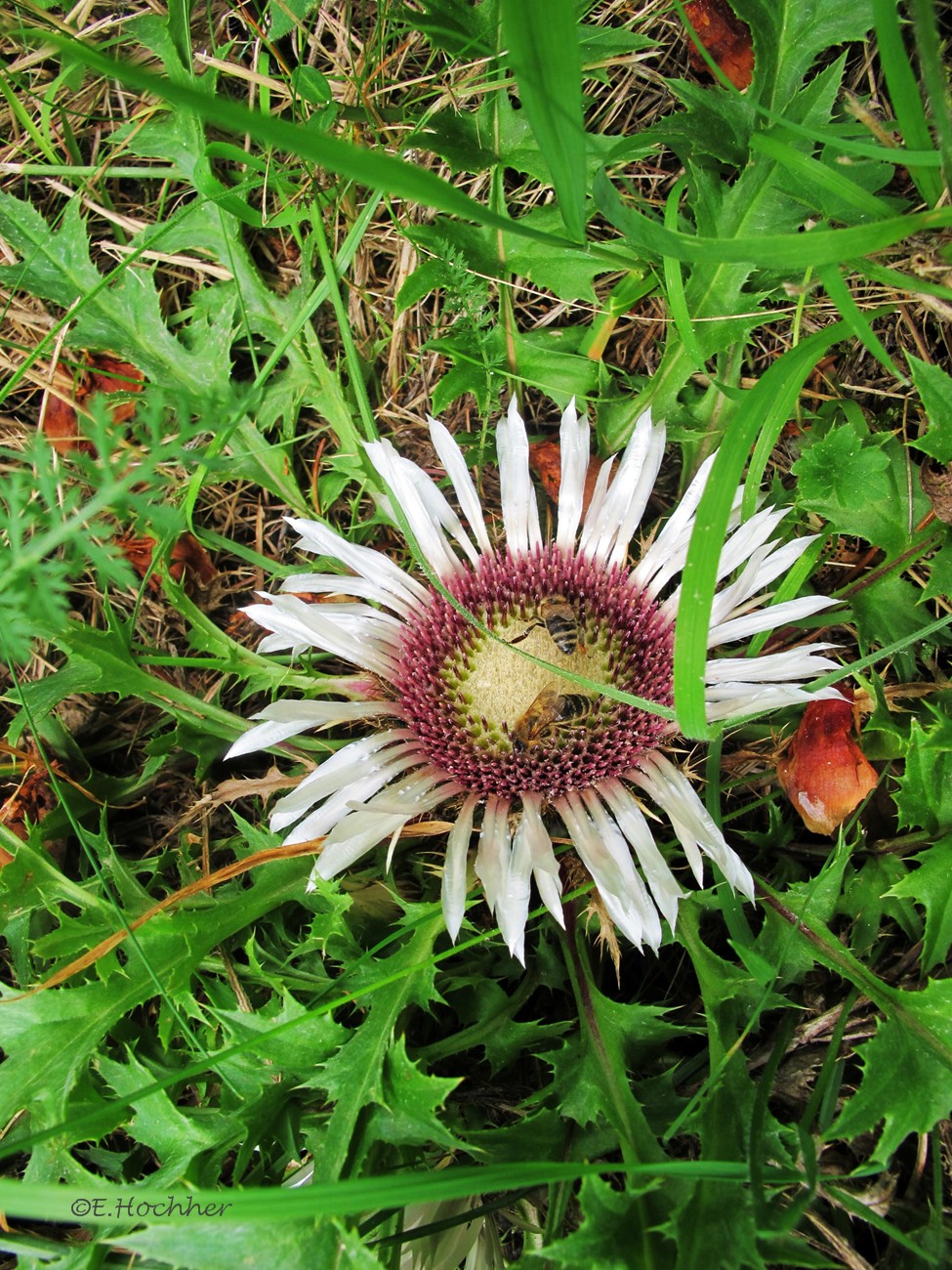 Silberdistel