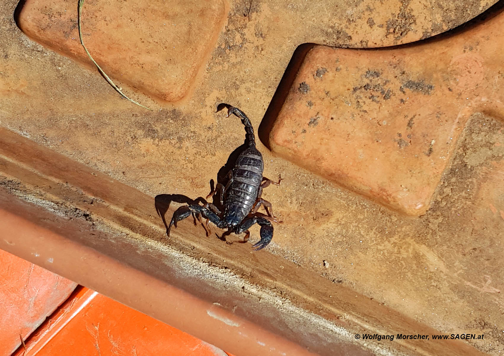 Skorpion Euscorpius italicus Südtirol