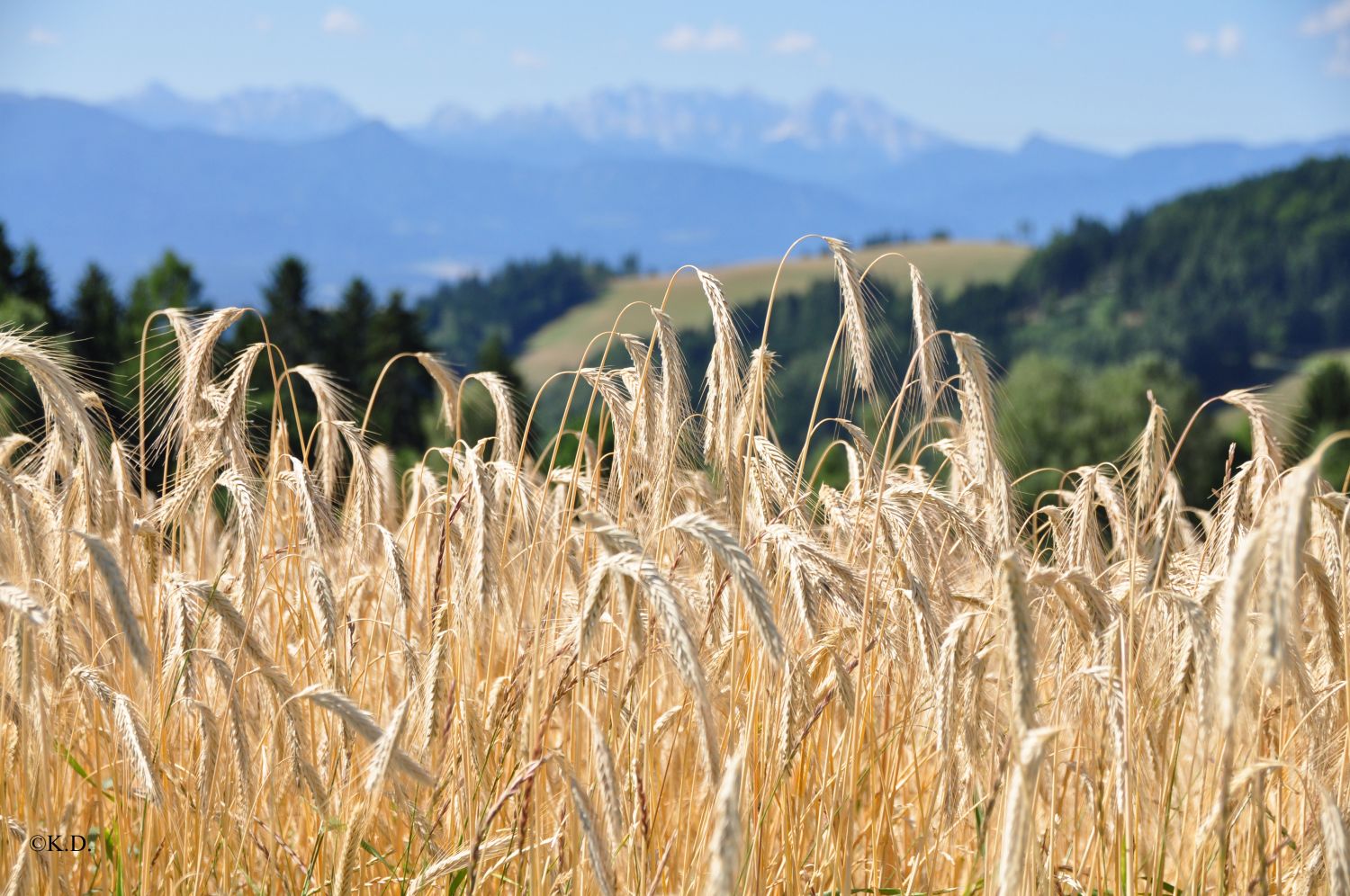 Sommer auf der Saualpe