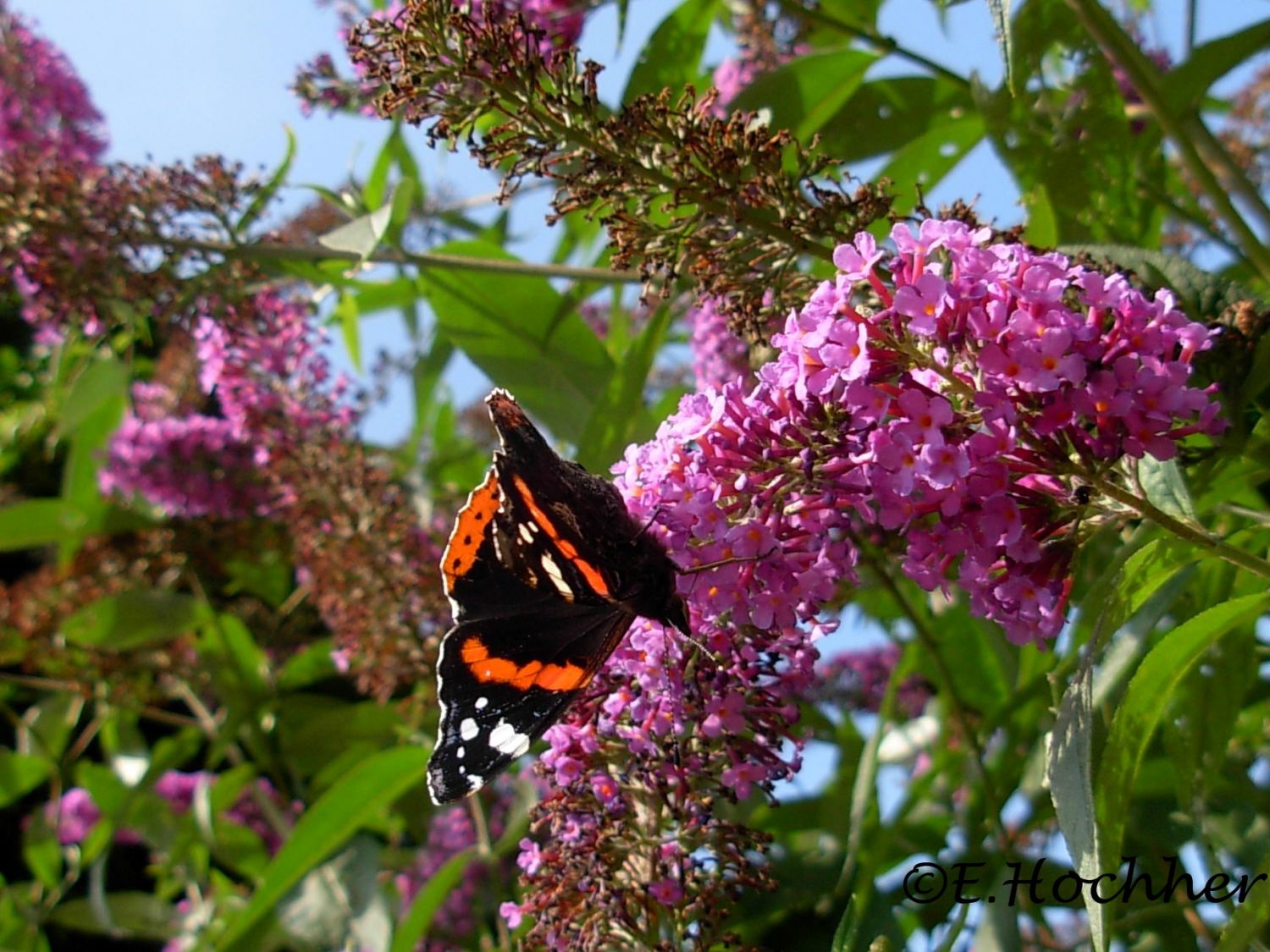 Sommerflieder - Buddleja davidii