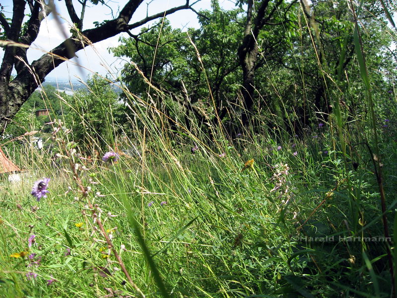 Sommergarten