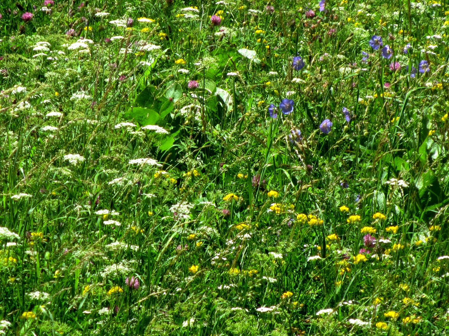 Sommerwiese_Salzkammergut