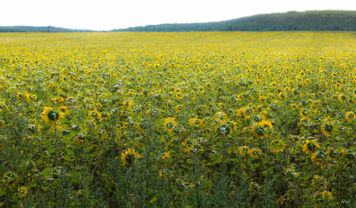 Sonnenblumenfeld - Rückansicht