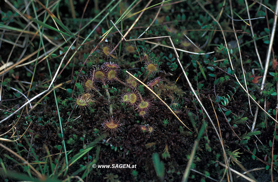 Sonnentau (Drosera)