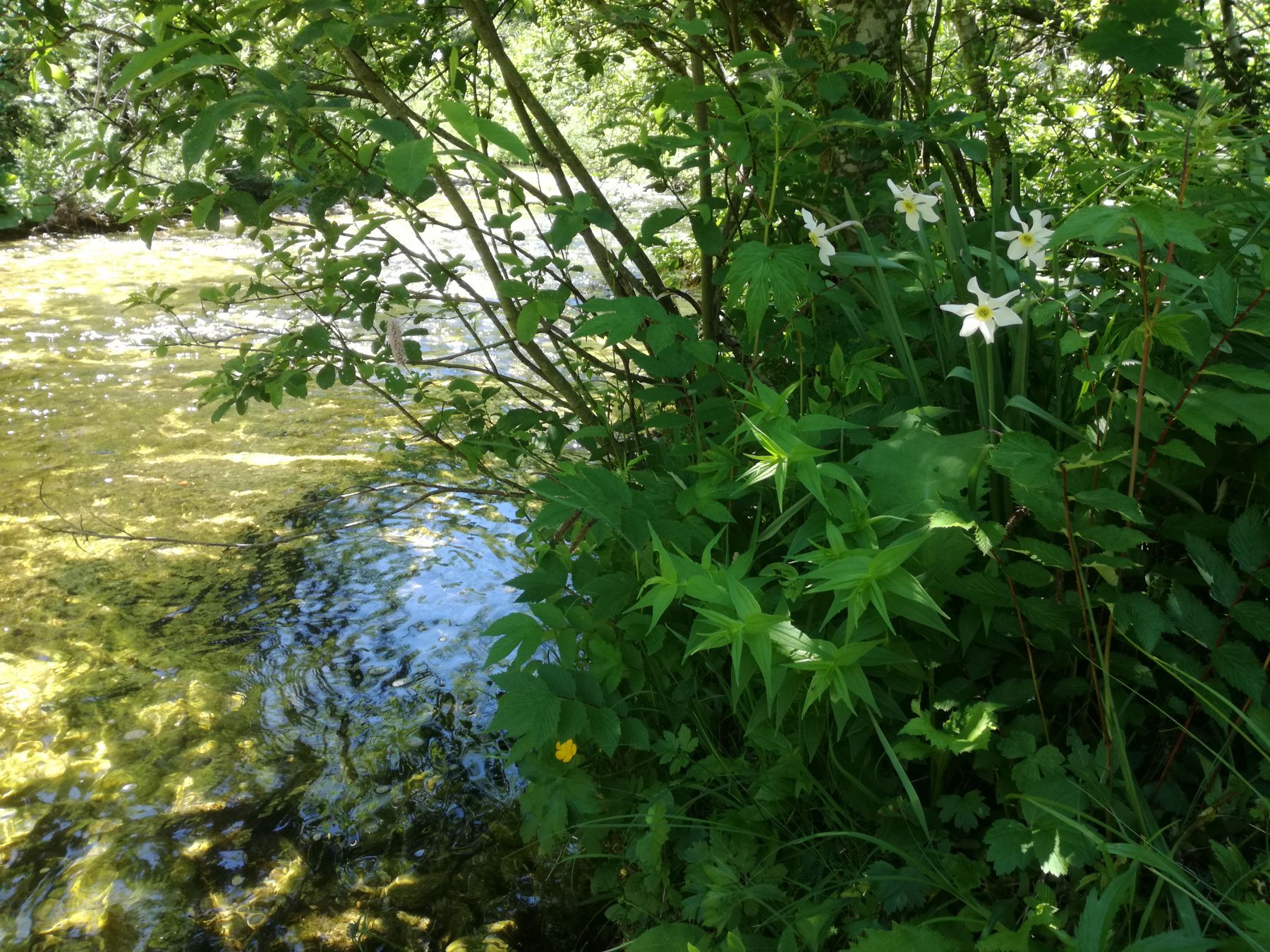 Späte Narzissen am Ufer der Walster