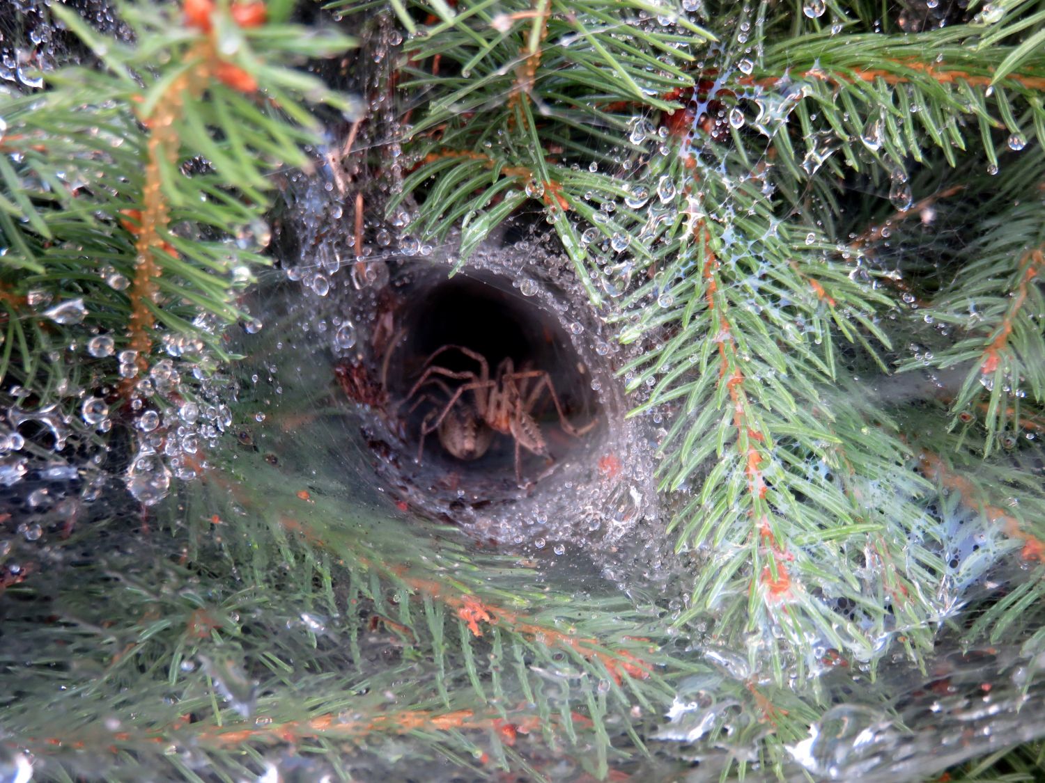 Spinnen in ihrer Wohnhöhle