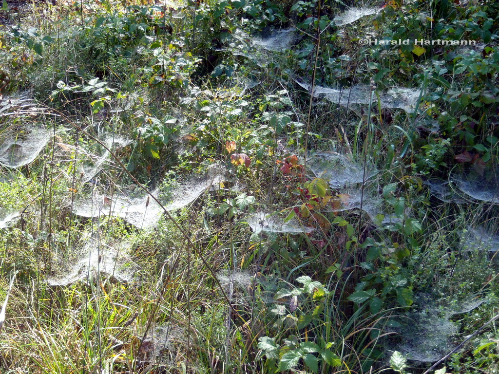 Spinnweben im Herbstgras