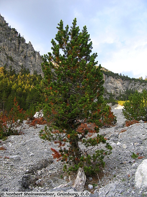 Spirke im Engadin