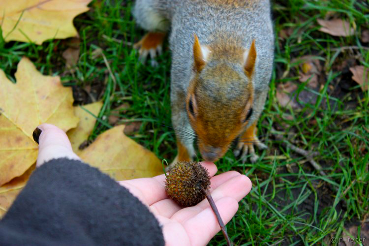 squirrl