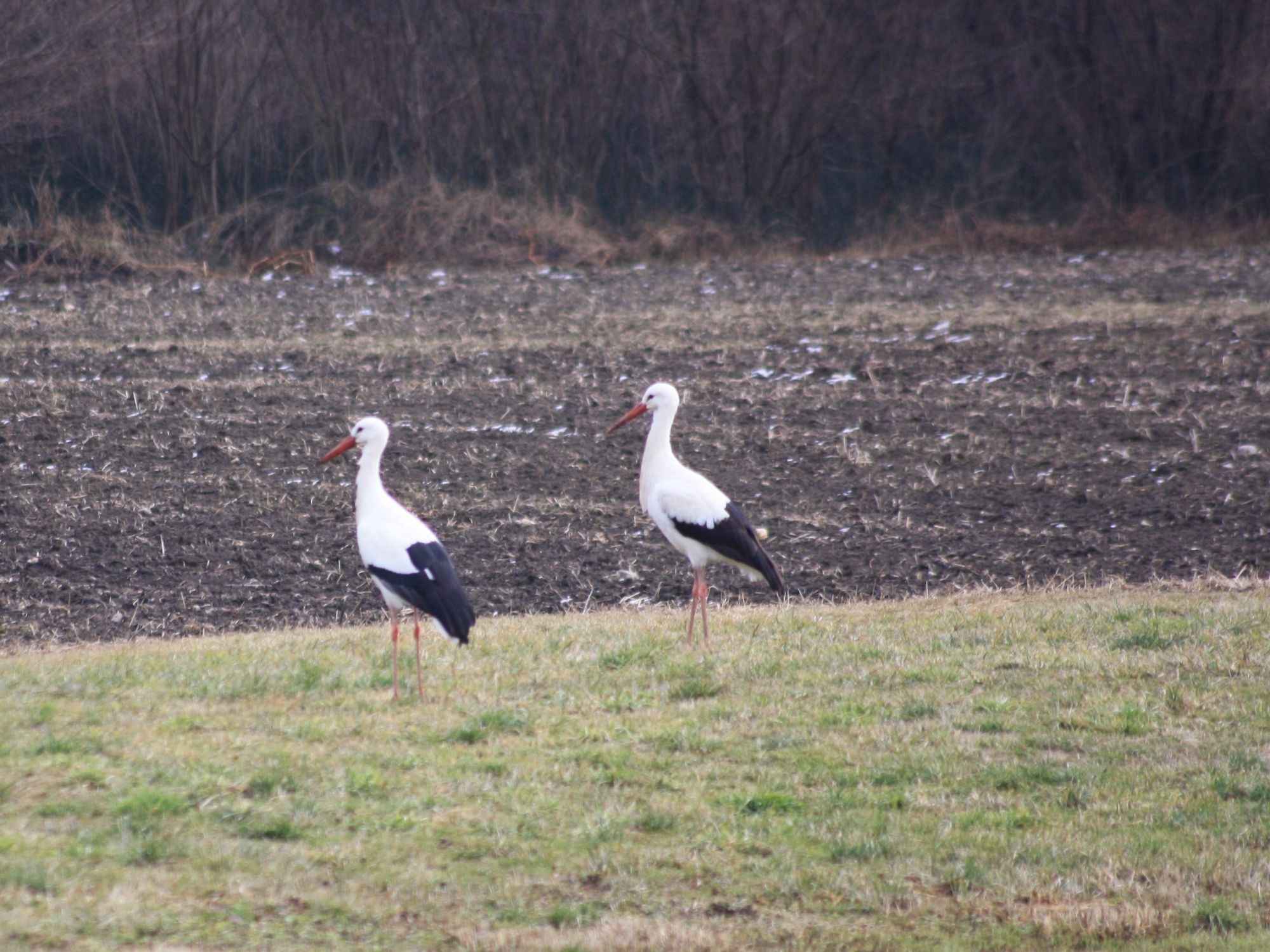 Störche im Winter