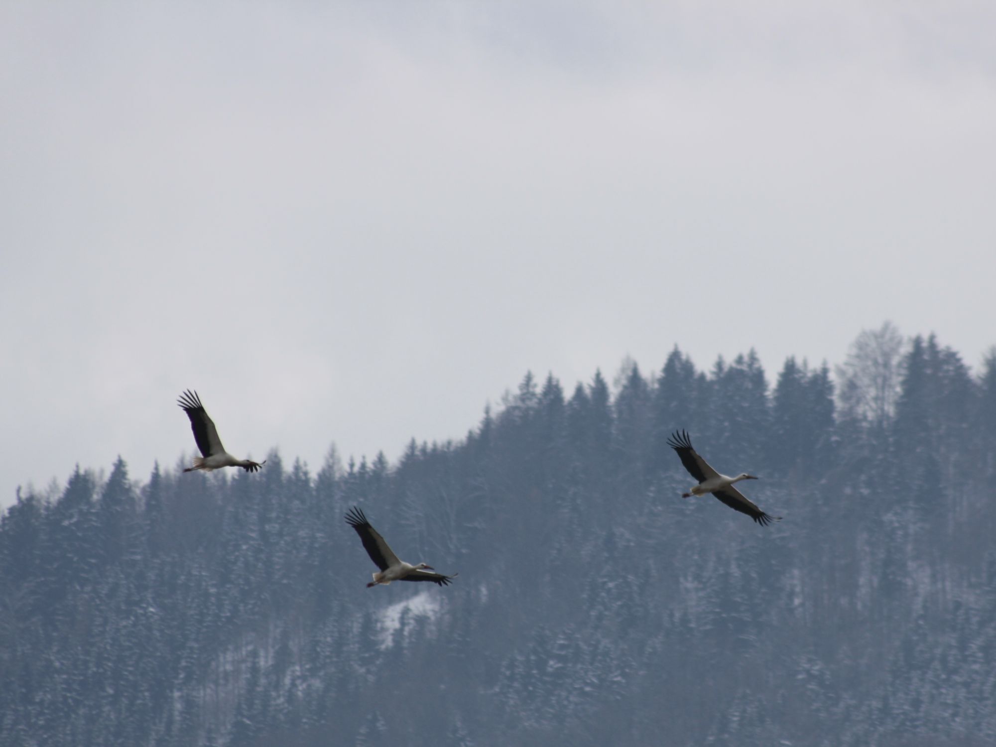 Störche im Winter