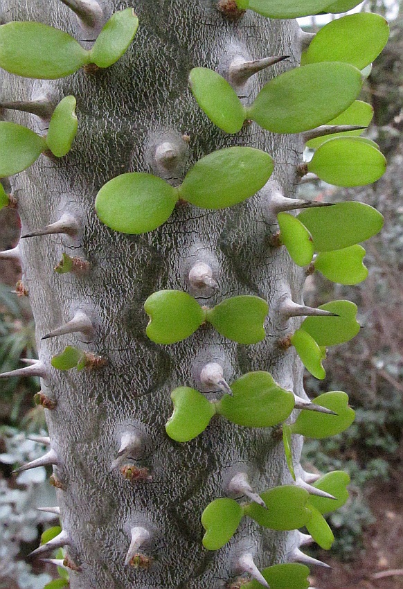 Stacheliges und Grünes