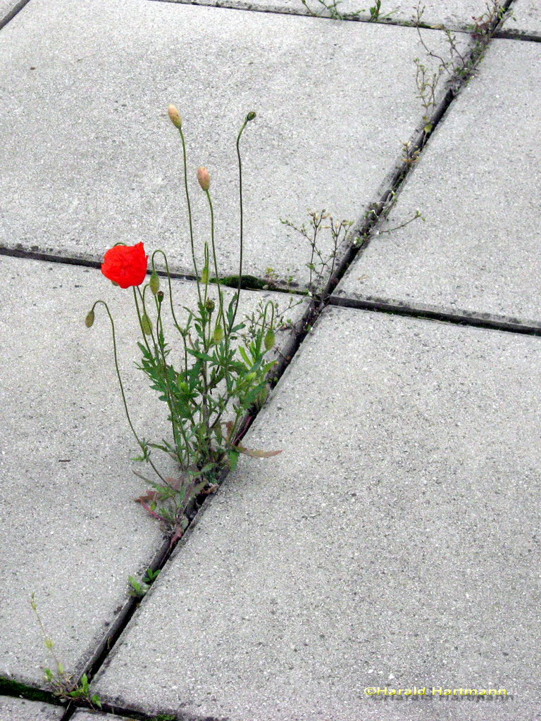 Stadtpflanzen-Straßenmohn