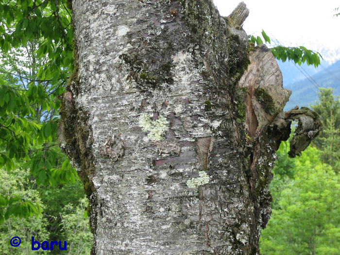 Stamm eines alten Kirschbaumes