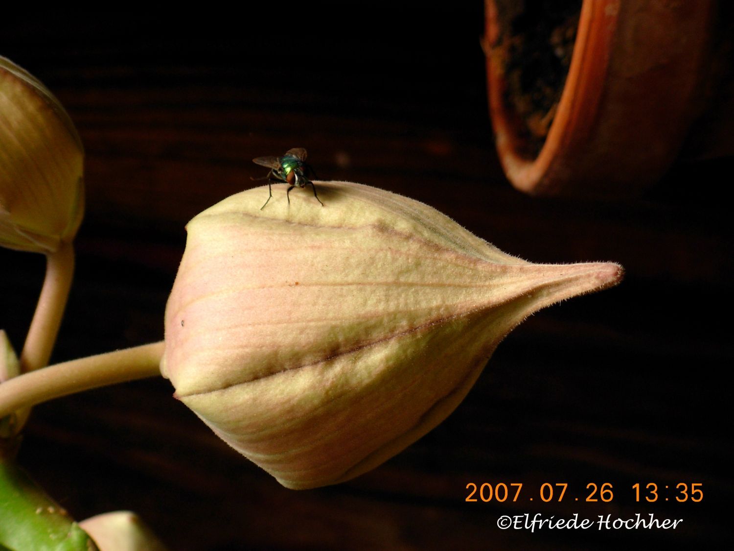 Stapelienknospe mit Fliege