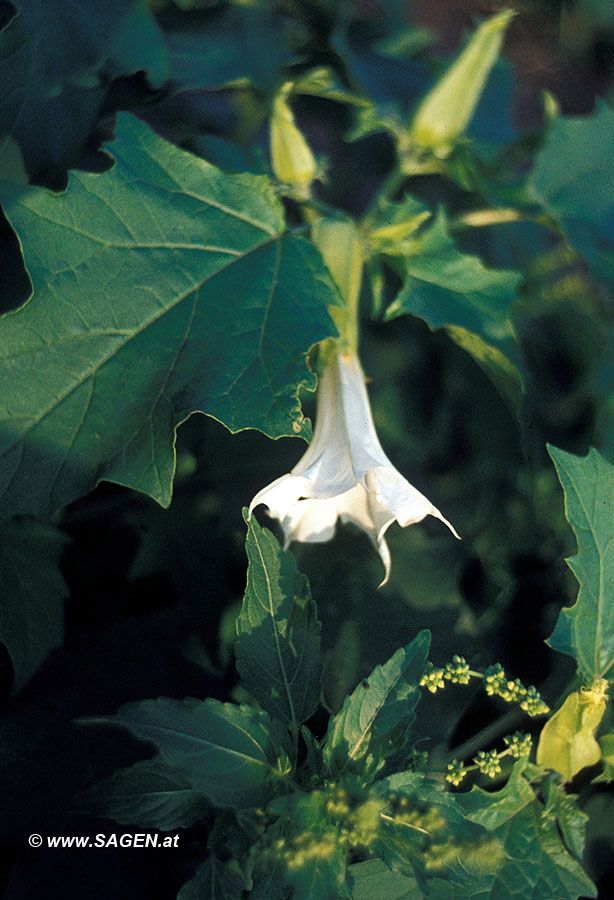 Stechapfel, Datura stramonium