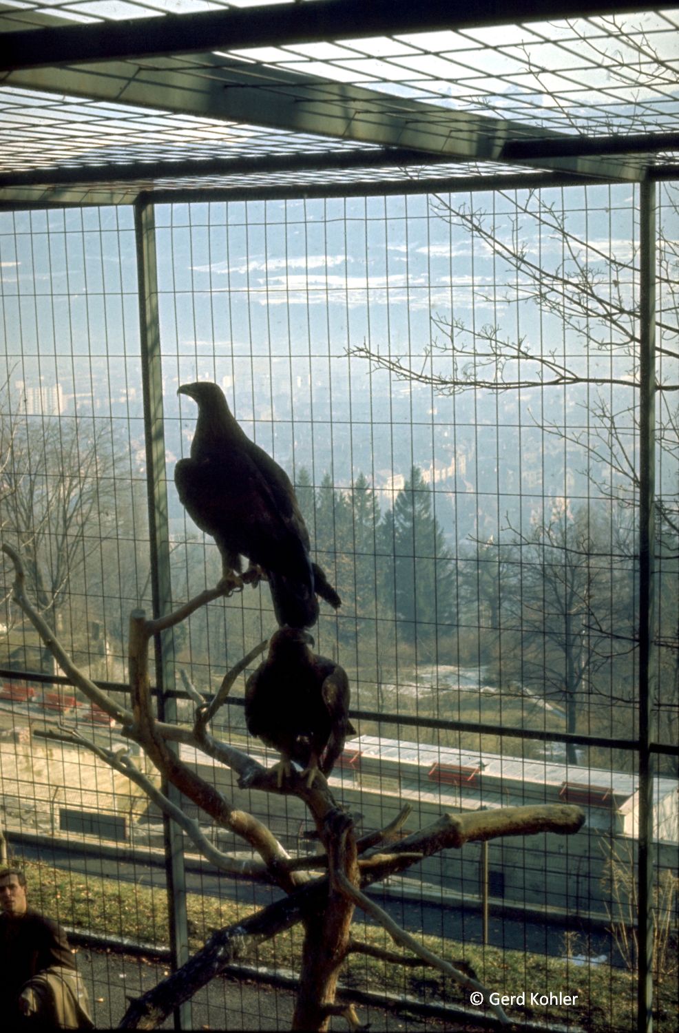 Steinadler, Alpenzoo