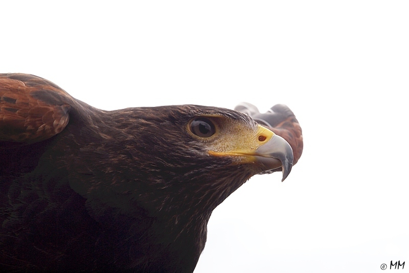 Steinadler