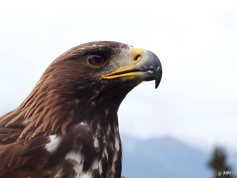 Steinadler