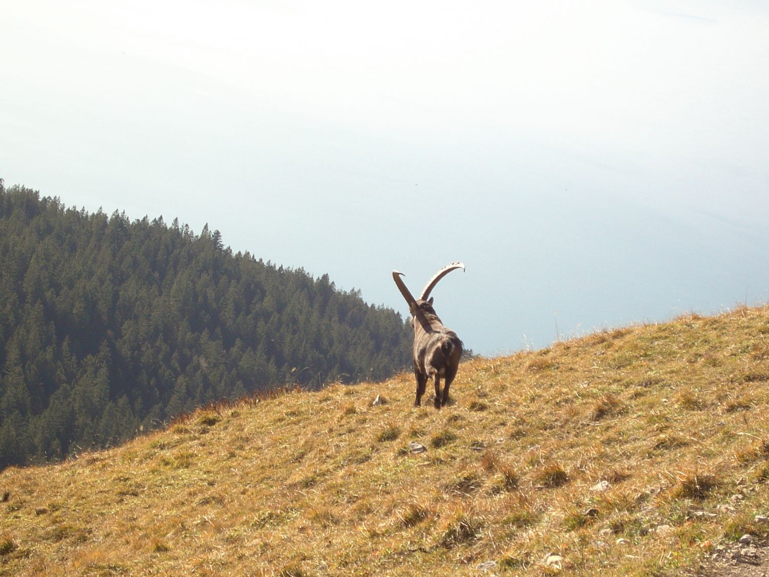 Steinbock am Jochberg (Bayern)