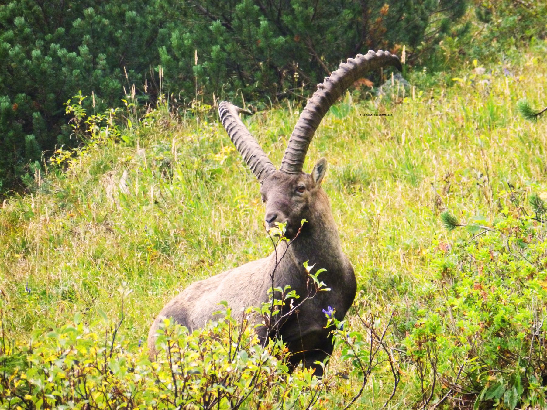 Steinbock an der Benediktenwand.