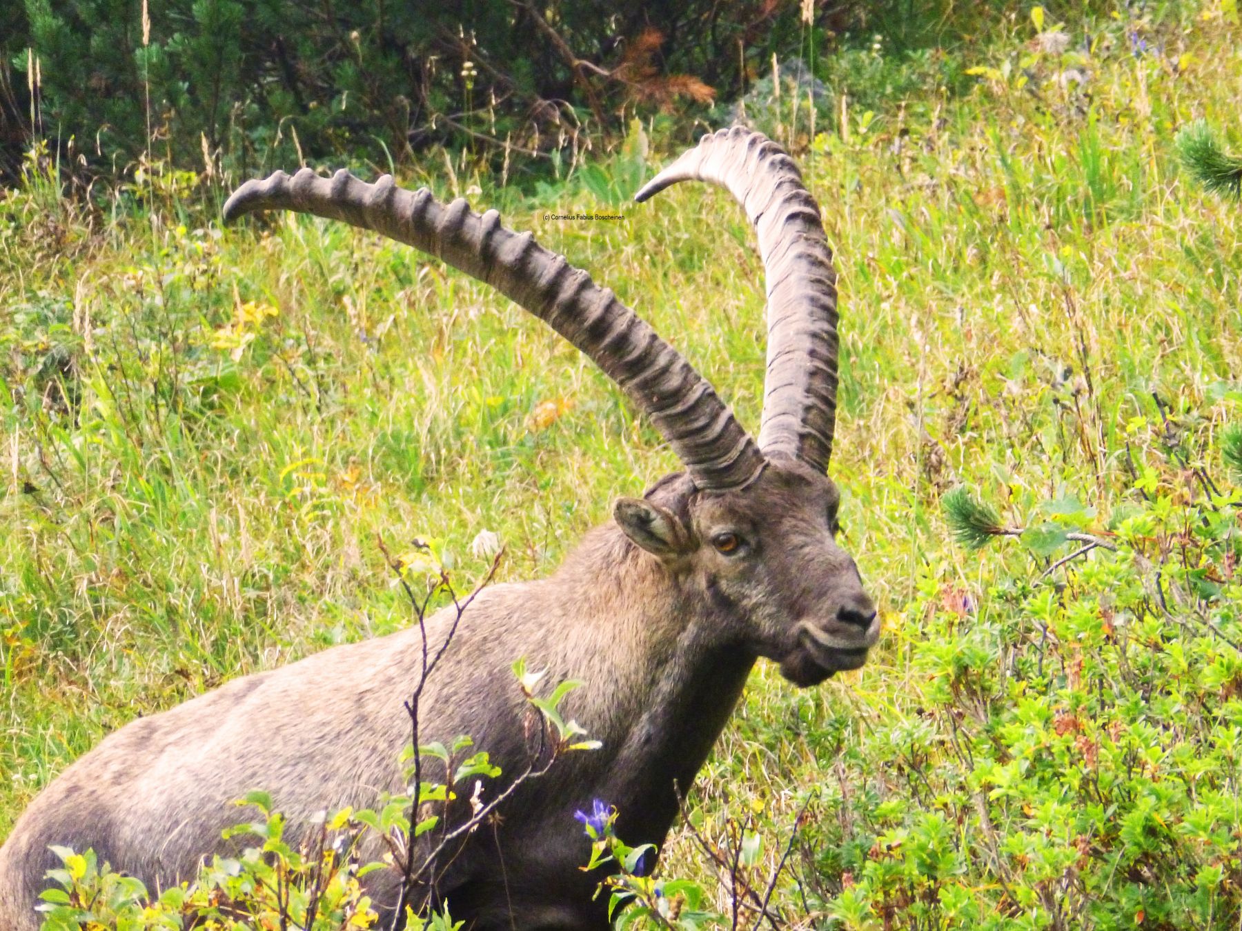 Steinbock an der Benediktenwand.