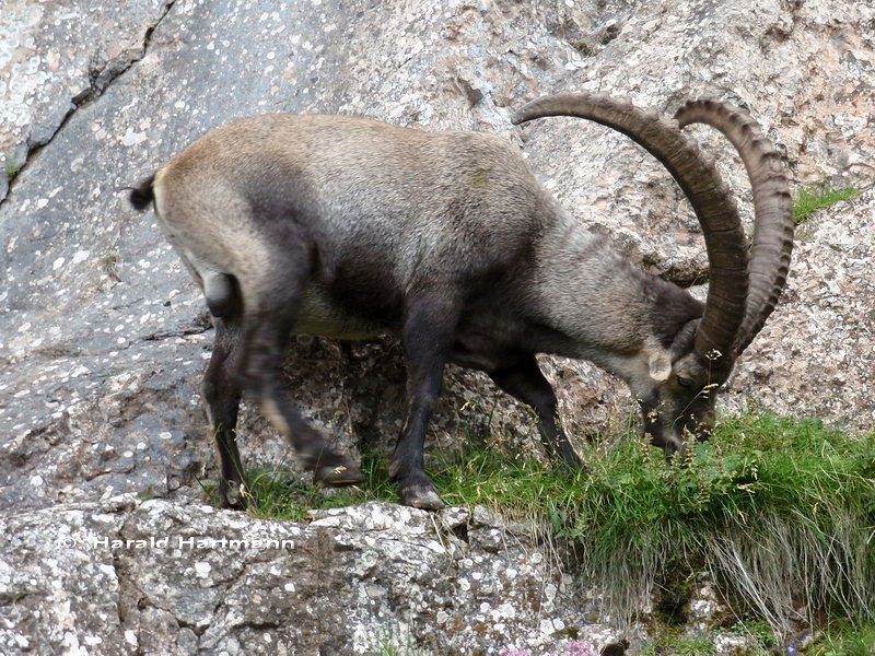 Steinbock