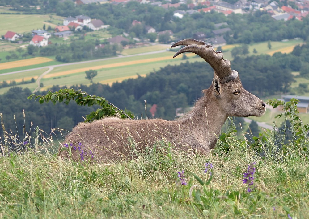 Steinbock