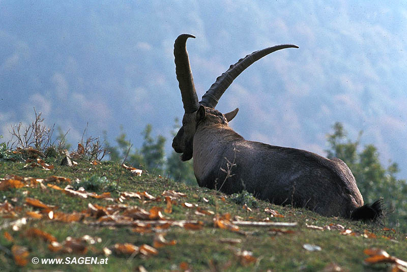 Steinbock