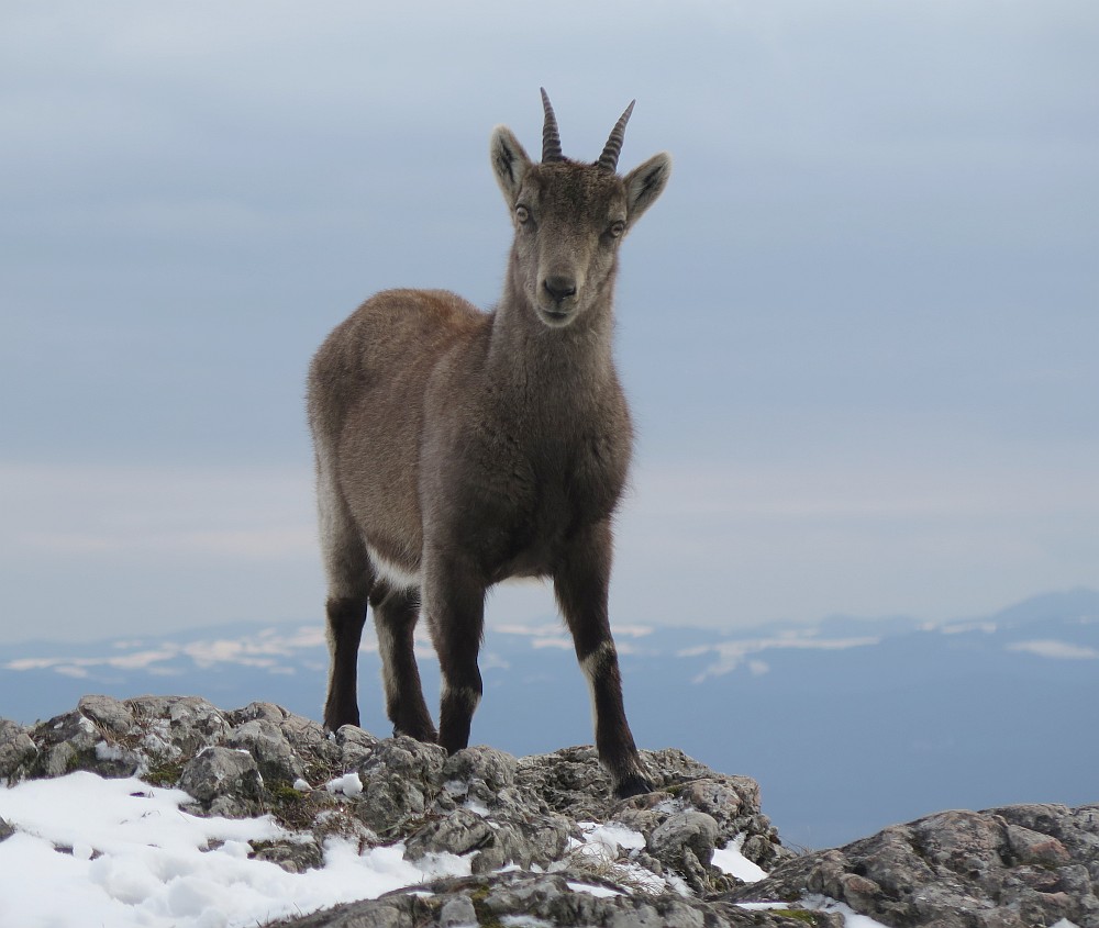 Steinbock