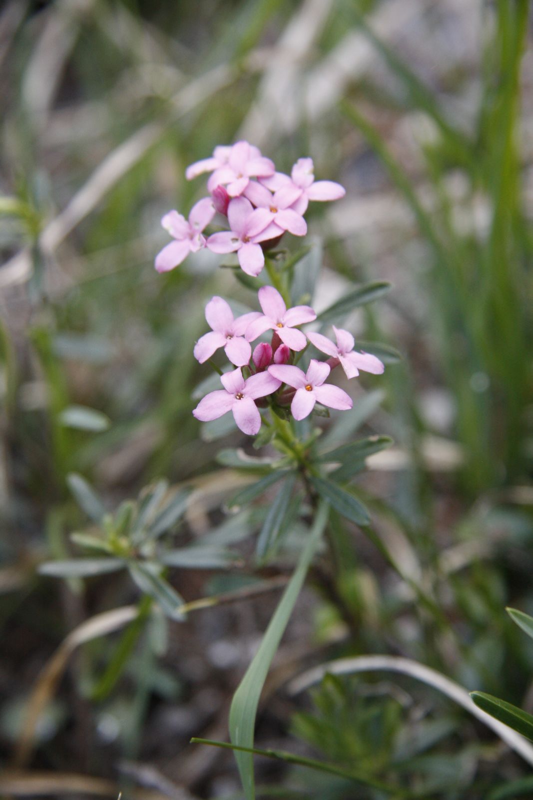 Steinröschen