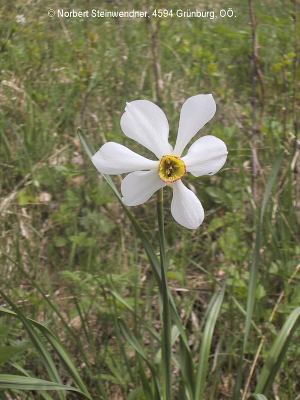 Stern-Narzisse (Narcissus radiiflora)