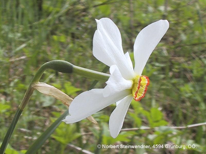 Stern-Narzisse (Narcissus radiiflora)