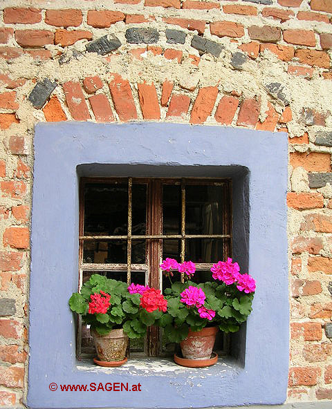 Stilleben Geranienfenster