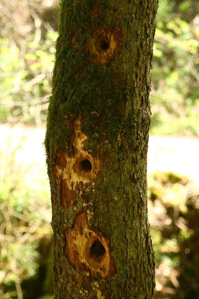 Stillensteinklamm in Grein