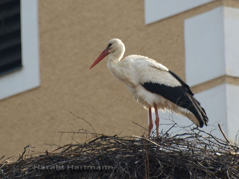 Storch Groß Gerungs