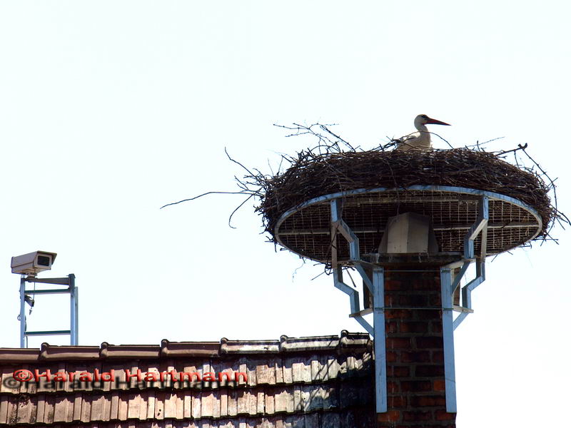 Storch in Neusiedl 1/2