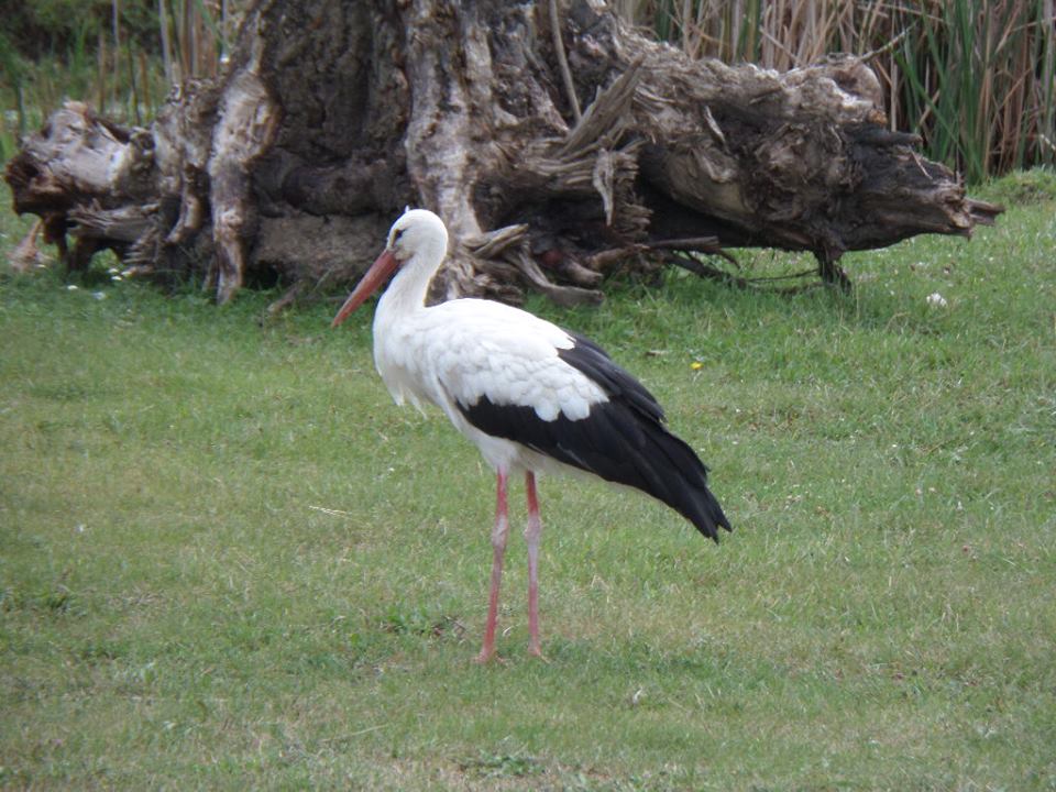 Storch in Ungarn