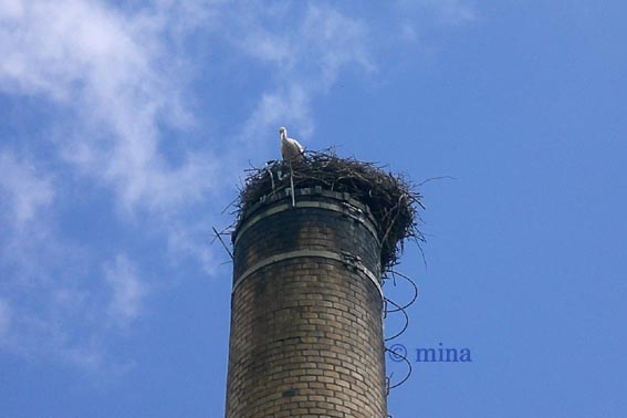 Storch