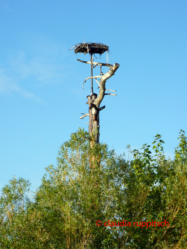 Storchennest in Kelowna, BC, Kanada