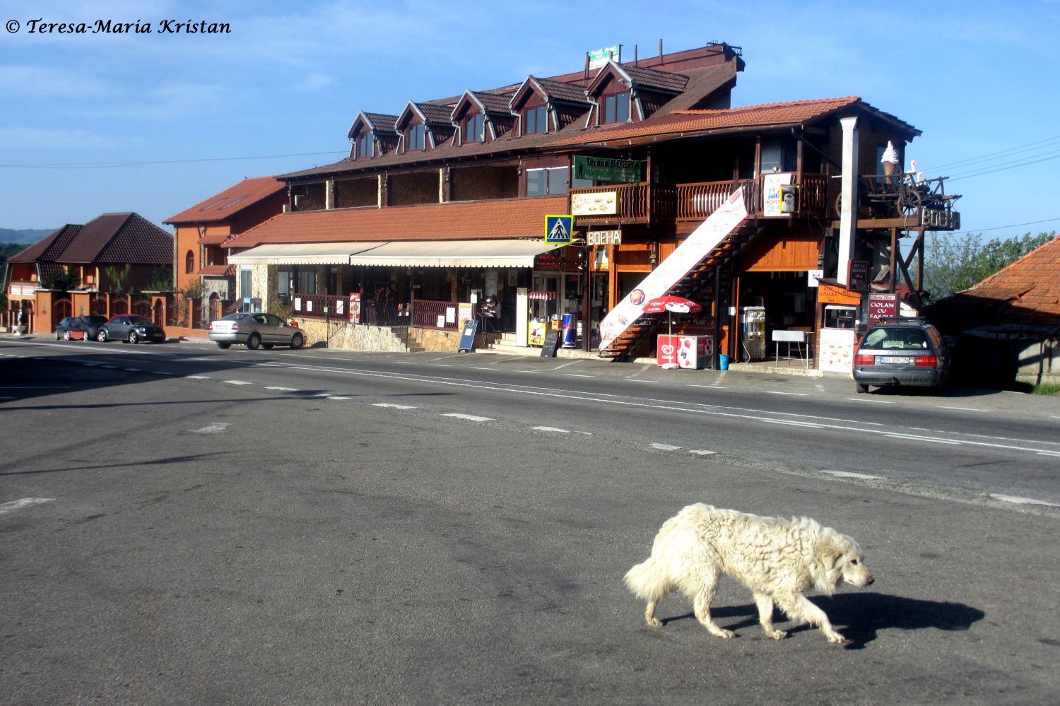 Straßenhund bei einer Raststation auf dem Weg nach Klausenburg