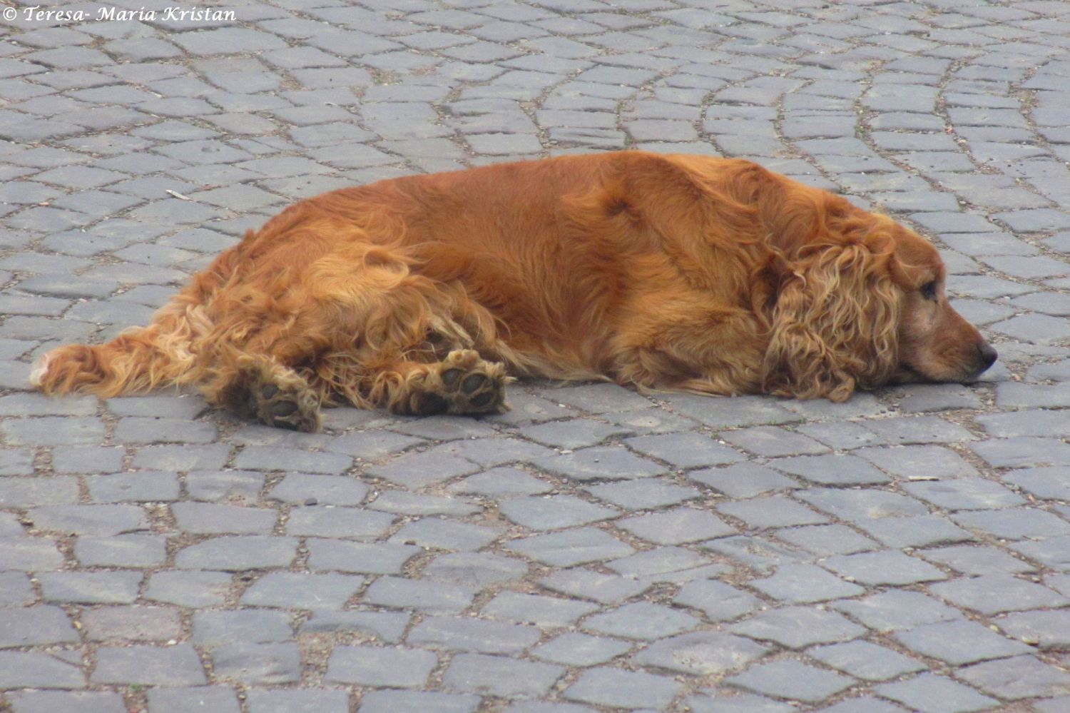 Straßenhund beim Moldaukloster Moldovita