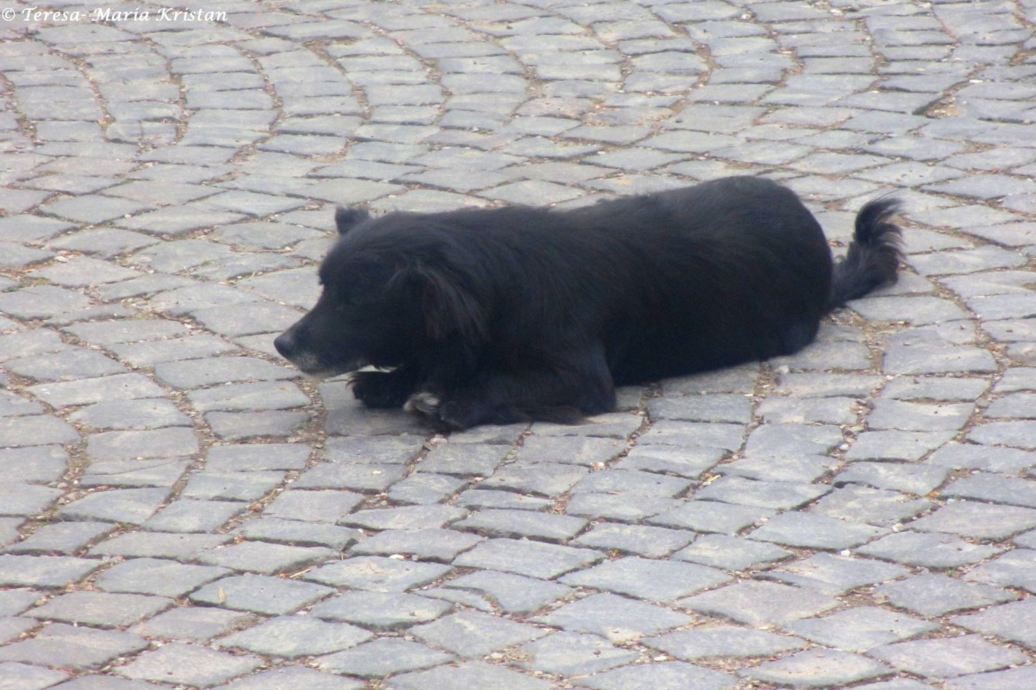 Straßenhund beim Moldaukloster Moldovita