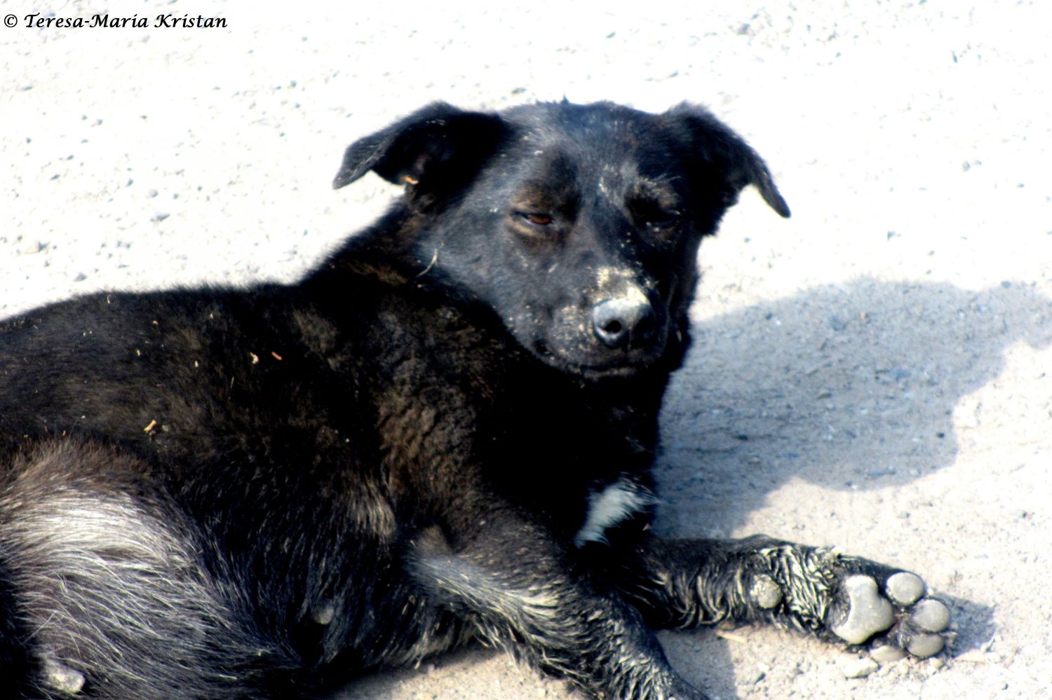 Straßenhund beim Moldaukloster Voronet