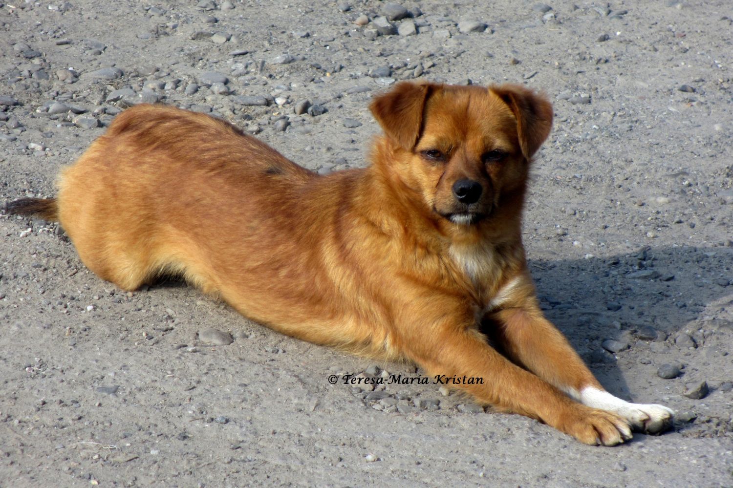 Straßenhund beim Moldaukloster Voronet