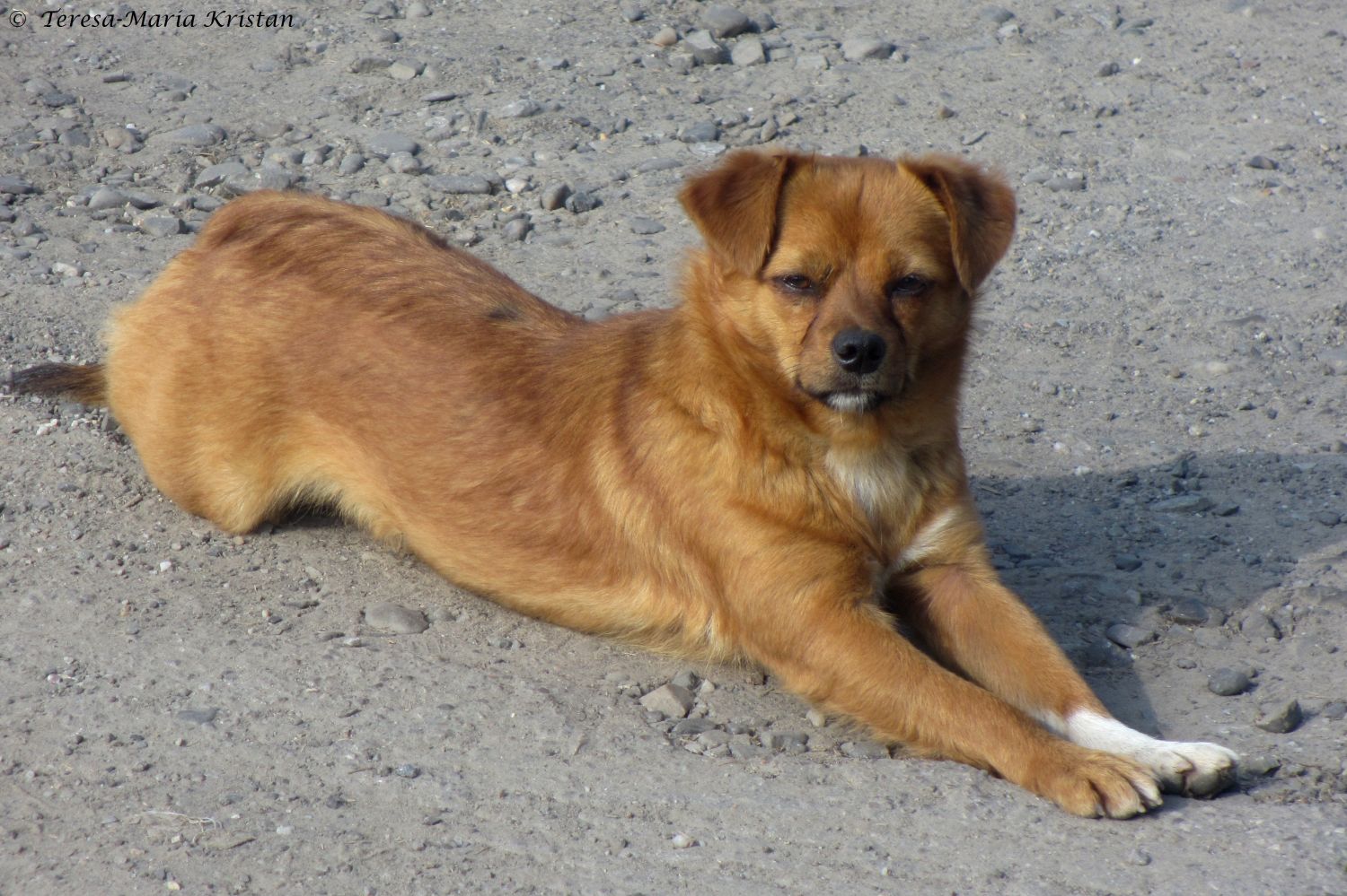 Straßenhund beim Moldaukloster Voronet