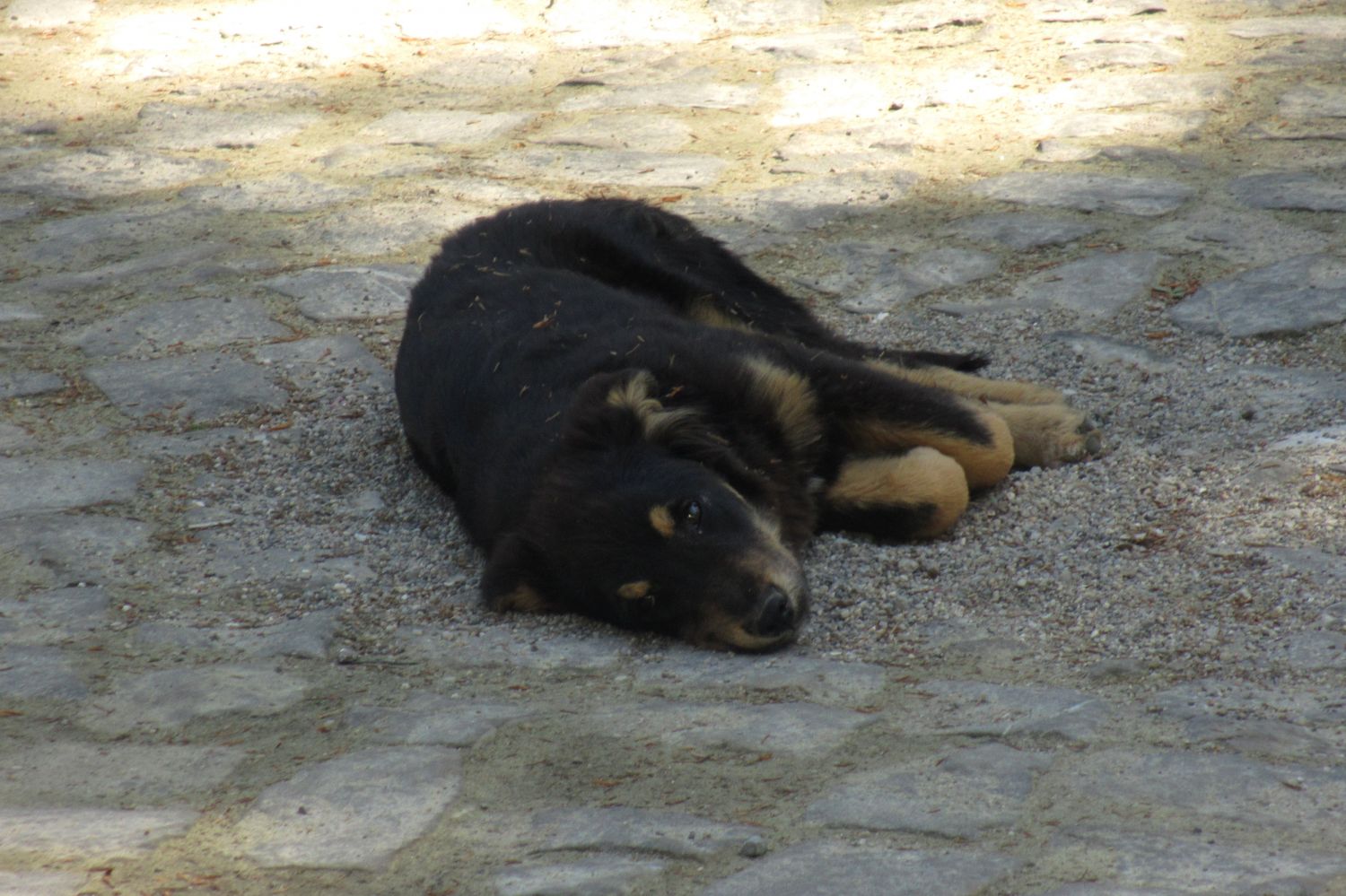 Straßenhund beim Schloss Peles, Sinaia-Walachei