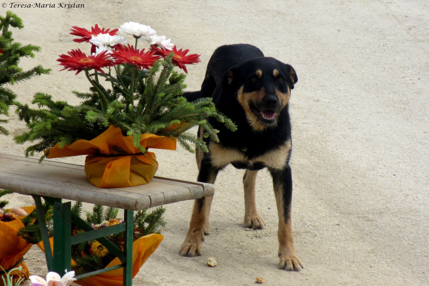 Straßenhund in Sarajevo